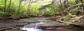 The stream flowing through the forest nurishing the trees! 